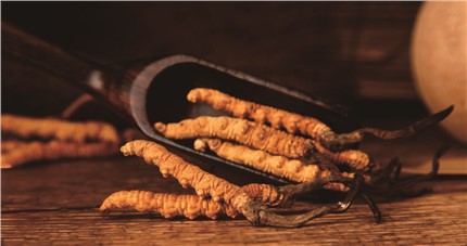 什么是斷草？斷草和冬蟲夏草的區(qū)別和購(gòu)買常識(shí)